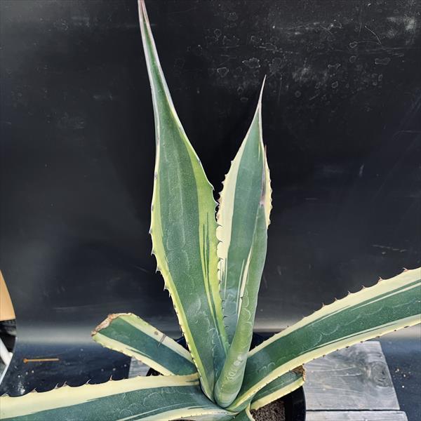 多肉植物：アガベ サルミアナ バターフィンガーズ*幅63cm 現品