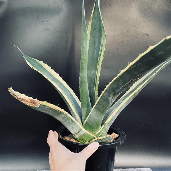 多肉植物：アガベ サルミアナ バターフィンガーズ*幅63cm 現品