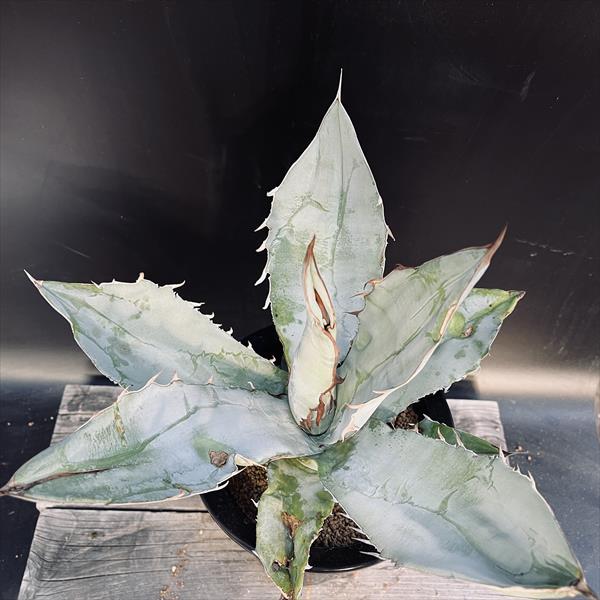 多肉植物：アガベ チタノタ ホワイトアイス*幅29cm 現品！一品限り
