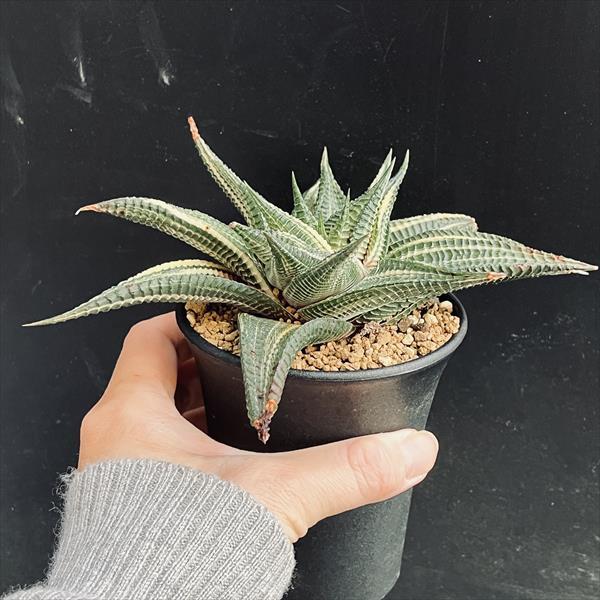 多肉植物：ハオルチア 瑠璃殿錦*幅17cm 現品！一品限り : 遊恵盆栽