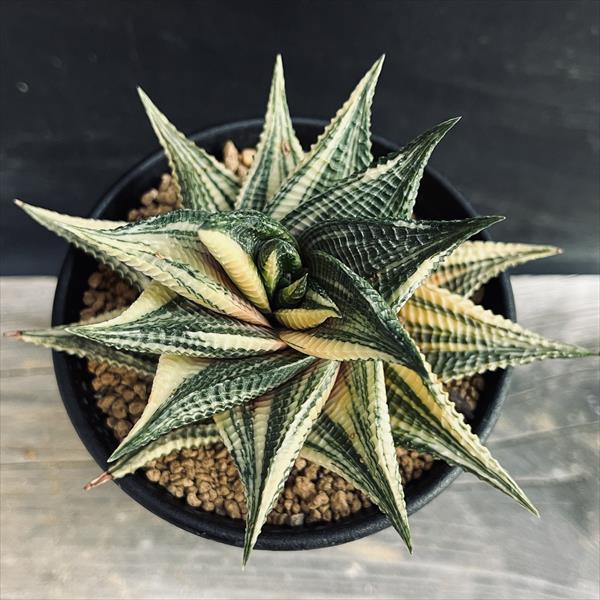 多肉植物：ハオルチア 瑠璃殿錦*幅12cm 現品！一品限り : 遊恵盆栽