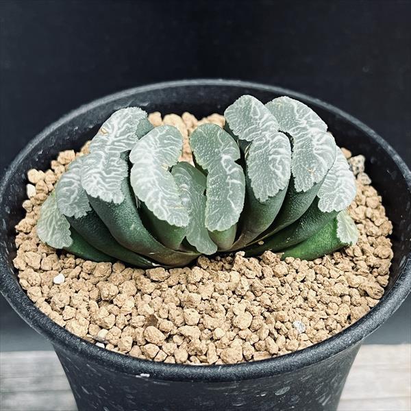 多肉植物：ハオルチア 玉扇 酒井氏スーパーワイド SA-7*幅7cm 現品