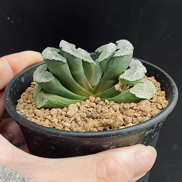 多肉植物：ハオルチア 玉扇 酒井氏スーパーワイド SA-7*幅7cm 現品