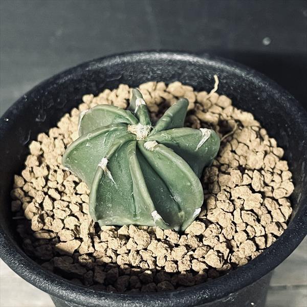 サボテン：アストロフィツム 大鳳玉 実生*S 幅3.5cm : 遊恵盆栽