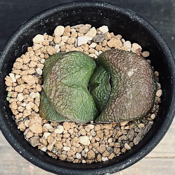 多肉植物：ガステリア 西村臥牛*S 幅4cm : 遊恵盆栽 Yahoo!店 - 通販