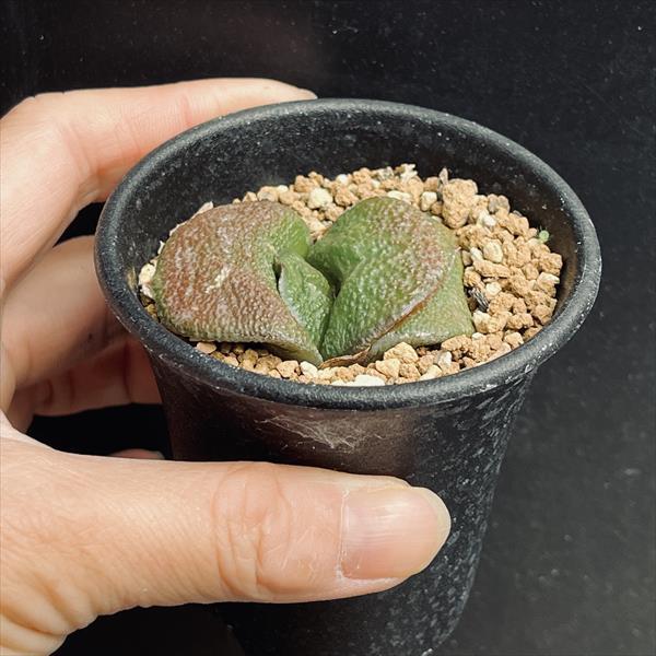 多肉植物：ガステリア 西村臥牛*S 幅4cm : 遊恵盆栽 Yahoo!店 - 通販
