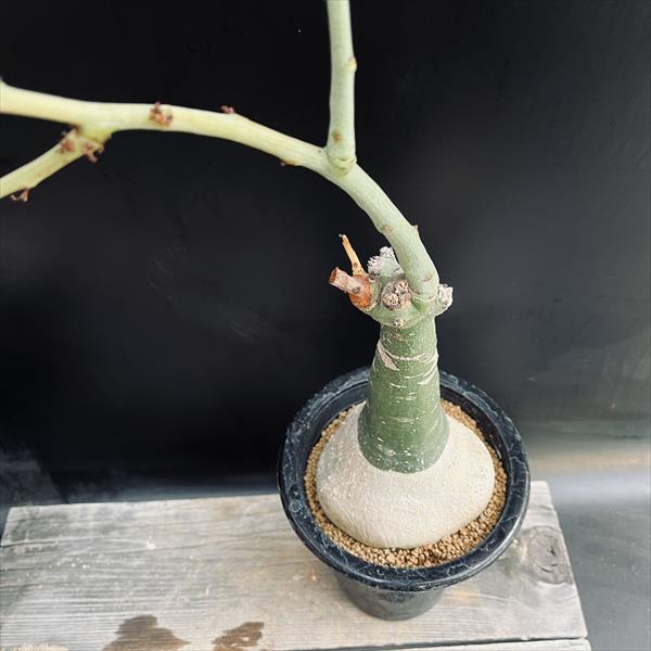 コーデックス：アデニア グラウカ*塊根幅10.5cm 現品！一品限り