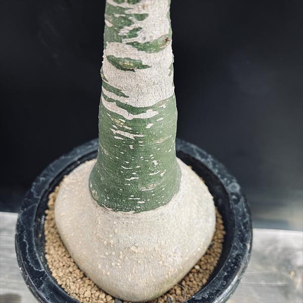 コーデックス：アデニア グラウカ*塊根幅10.5cm 現品！一品限り