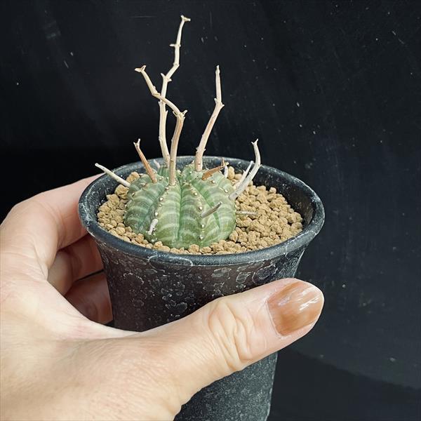 コーデックス：ユーフォルビア バリダ ゼブラ個体*幅4cm 現品！一品