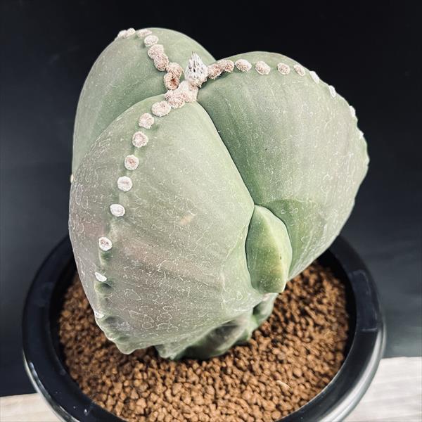 【美株】アストロフィツム 碧瑠璃三角鸞鳳玉 国内実生株 塊根植物 サボテン サボテン：アストロフィツム 三角碧瑠璃鸞鳳玉 実生*幅11cm 現品