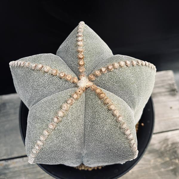 サボテン：アストロフィツム 鸞鳳玉 実生*幅14cm 現品！一品限り