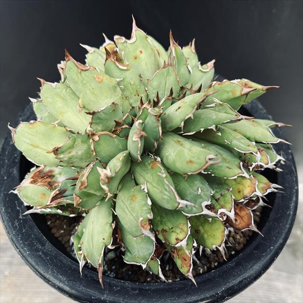 多肉植物：アガベ チタノタ綴化*幅12cm 現品！一品限り : 遊恵盆栽