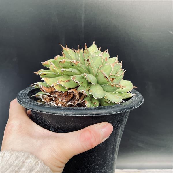 鉢植えアガベ チタノタ プランター多肉植物サボテンオテロイ陶器 多肉植物：アガベ チタノタ*幅21cm 現品！一品限り : 遊恵盆栽