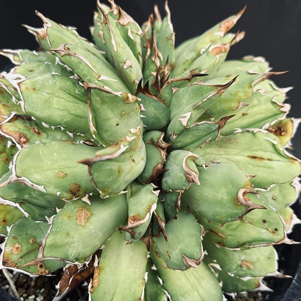 多肉植物：アガベ チタノタ綴化*幅12cm 現品！一品限り : 遊恵盆栽