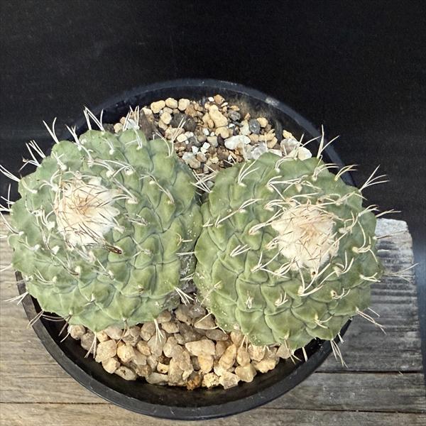 【大株】ストロンボカクタス 菊水 群生 接ぎ降ろし 発根済 国内実生サボテン 菊水綴化 A2908☆ストロンボカクタス サボテン☆「送料無料