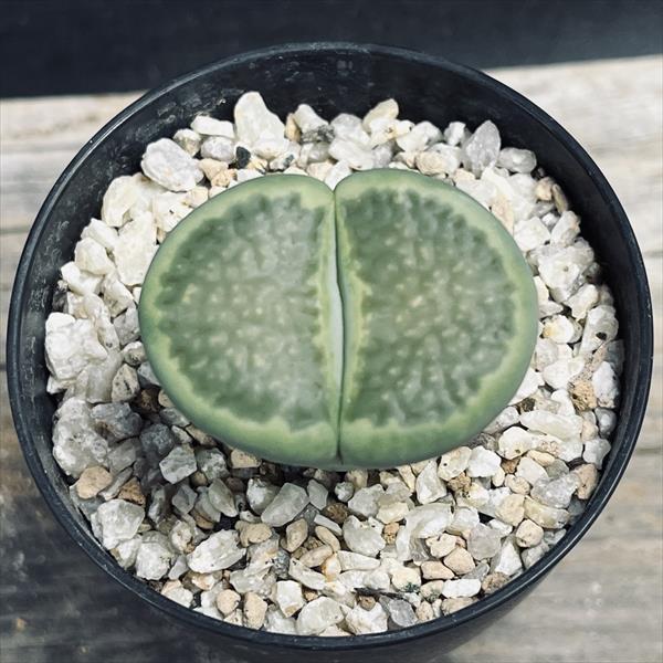 多肉植物：リトープス グリーンソープ*幅3.5cm 現品！一品限り