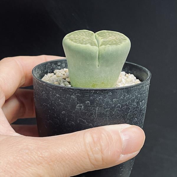 多肉植物：リトープス グリーンソープ*幅3.5cm 現品！一品限り
