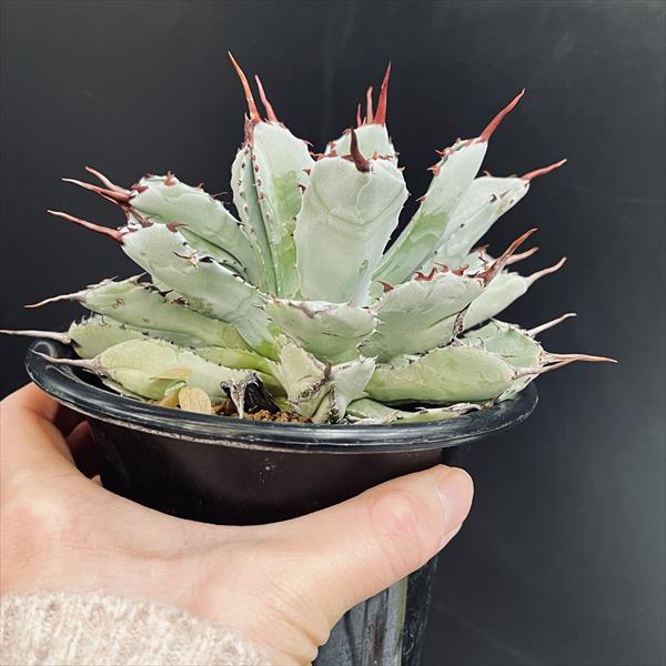 多肉植物：アガベ ポタトルム キュービック*幅13cm 現品！一品限り