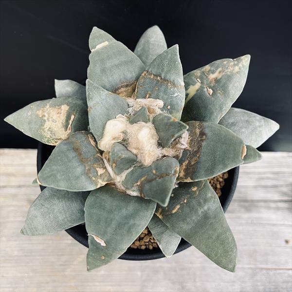 ☆特価☆サボテン：アリオカルプス 玉牡丹錦*幅13cm 現品！一品限り