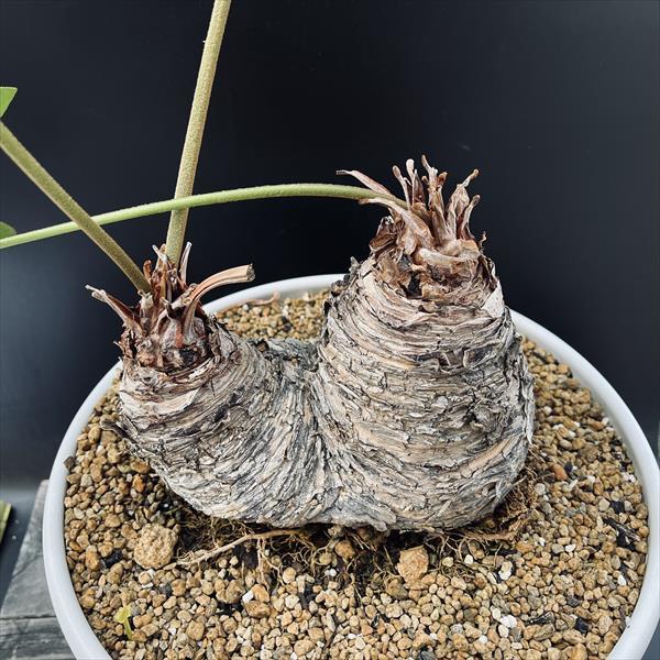 多肉植物：メキシコソテツ ザミア ダブルヘッド*塊根幅18cm 現品