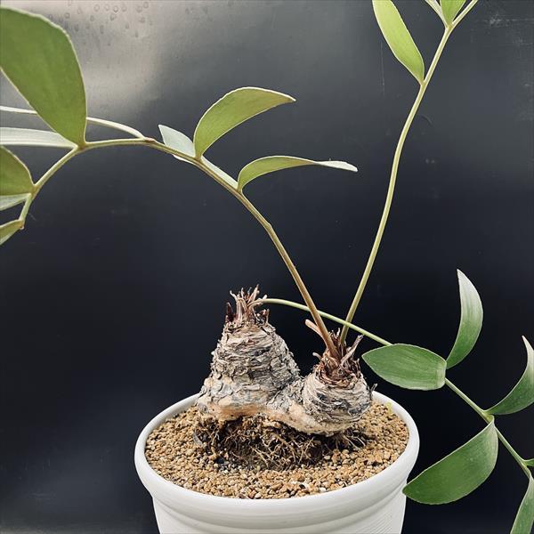 多肉植物：メキシコソテツ ザミア ダブルヘッド*塊根幅18cm 現品