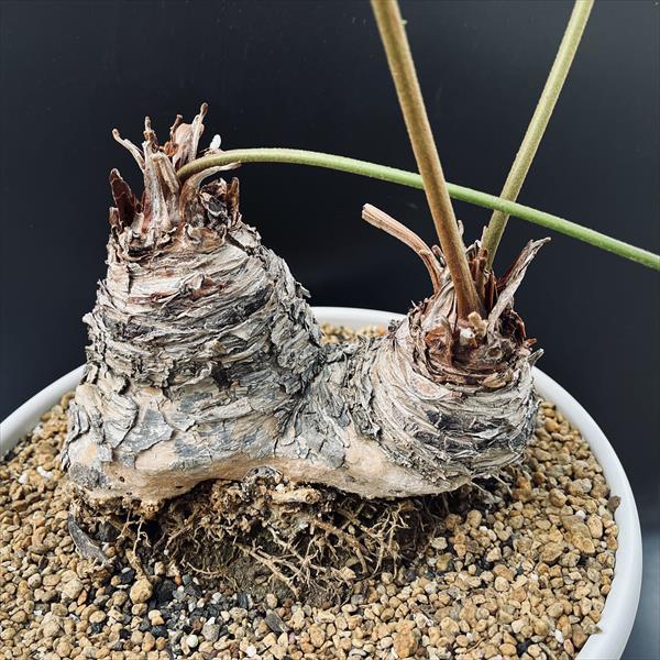 多肉植物：メキシコソテツ ザミア ダブルヘッド*塊根幅18cm 現品
