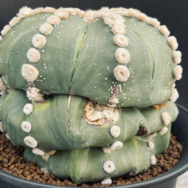 サボテン：アストロフィツム　瑠璃兜丸　ツギ*幅12ｃｍ　現品！一品限り　※傷あり_5