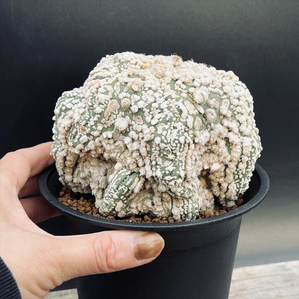 サボテン：アストロフィツム 花園兜丸 ツギ*幅12cm 現品！一品限り