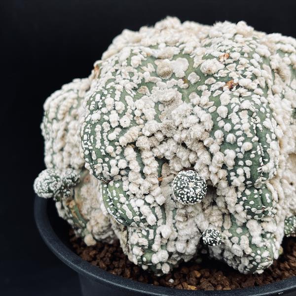 サボテン：アストロフィツム 花園兜丸 ツギ*幅12cm 現品！一品限り