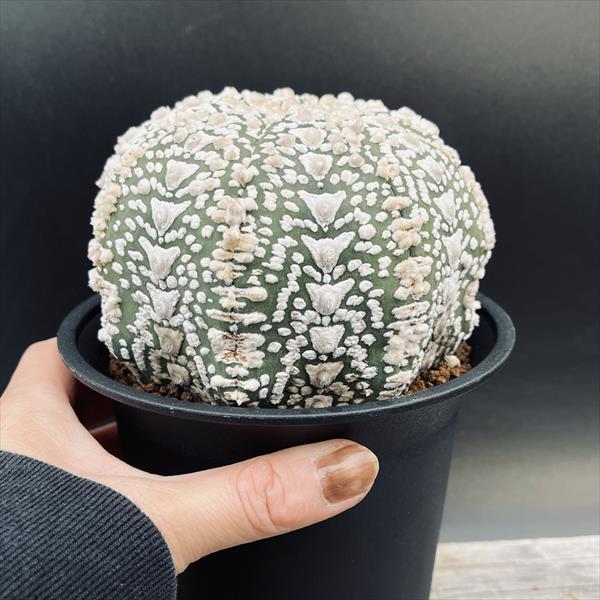 サボテン」 【フレームサイズ 32×26cm】