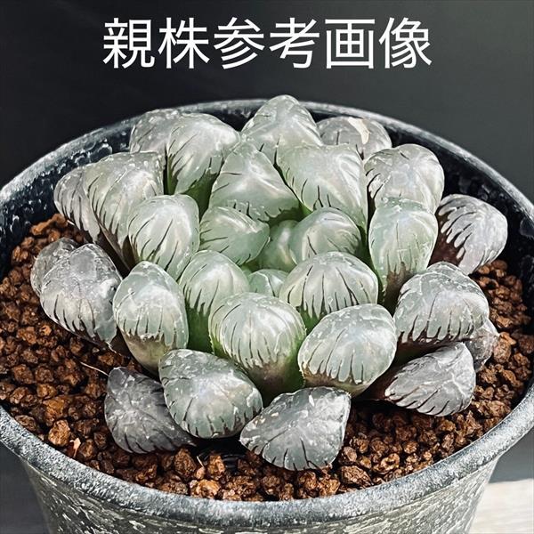 多肉植物：ハオルチア オブツーサ ウルトラパープル*幅4.5cm : 遊恵
