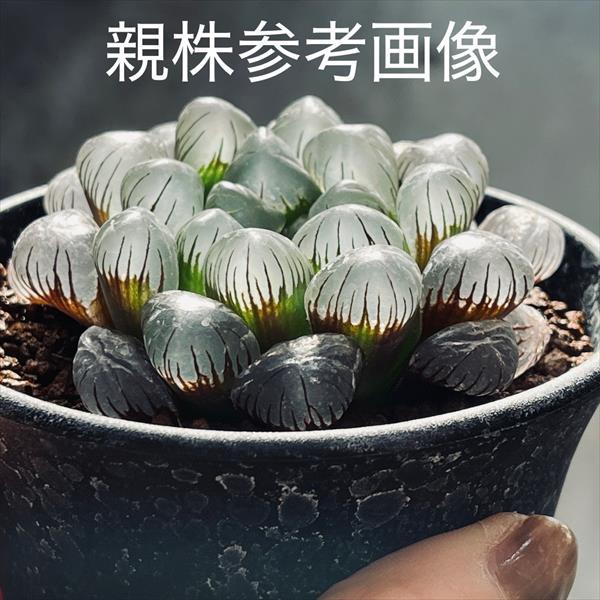 多肉植物：ハオルチア オブツーサ ウルトラパープル*幅4.5cm : 遊恵