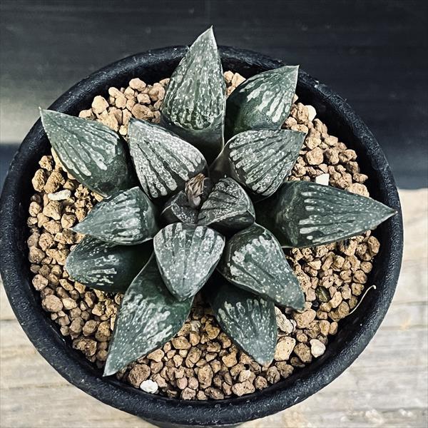 多肉植物：ハオルチア 黒縞デケナヒー*幅6.5cm : 遊恵盆栽 Yahoo!店