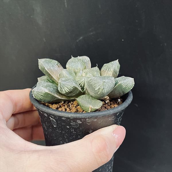 多肉植物：ハオルチア 大紫オブツーサ*幅7cm : 遊恵盆栽 Yahoo!店