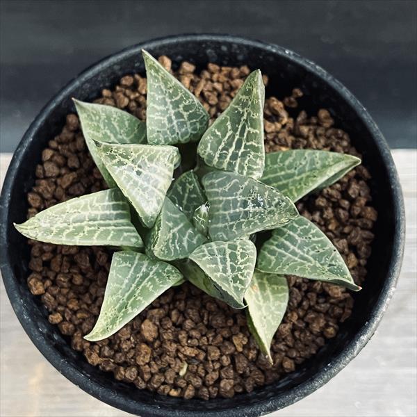 多肉植物：ハオルチア コンプトニアナ*幅7cm : 遊恵盆栽 Yahoo!店