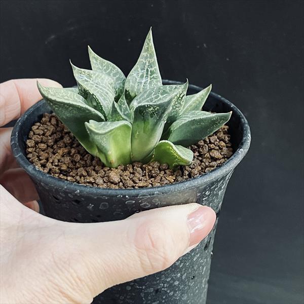 多肉植物：ハオルチア コンプトニアナ*幅7cm : 遊恵盆栽 Yahoo!店
