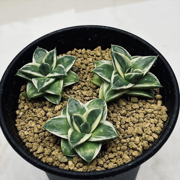 ☆特価☆多肉植物：アガベ ピンキー 3個入り*幅3.2〜3.5cm 現品