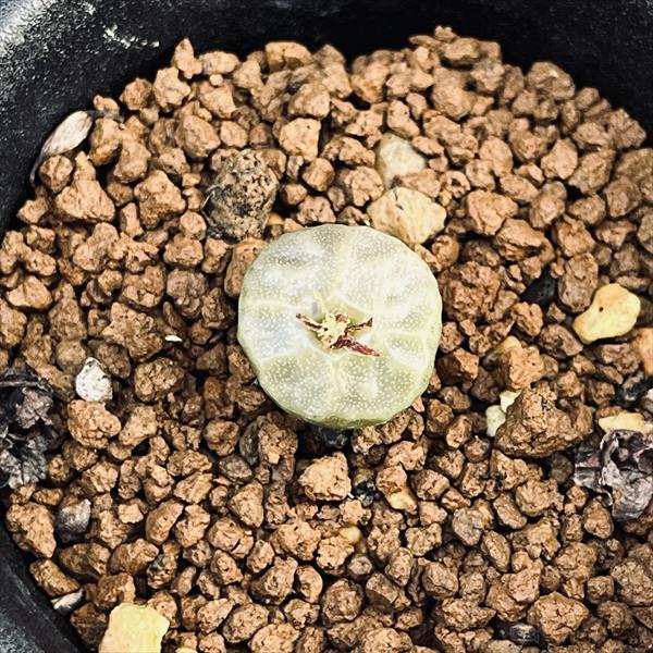 多肉植物：コノフィツム アンゲリカエ テトラゴナム*全幅1.5cm 現品
