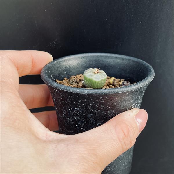 多肉植物：コノフィツム アンゲリカエ テトラゴナム*全幅1.5cm 現品