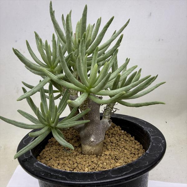 コーデックス：チレコドン ハリー*葉幅12cm 現品！一品限り : 遊恵