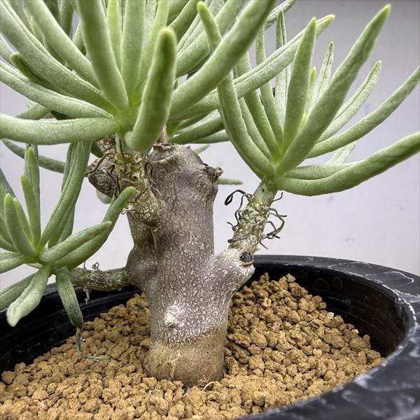 コーデックス：チレコドン ハリー*葉幅12cm 現品！一品限り : 遊恵