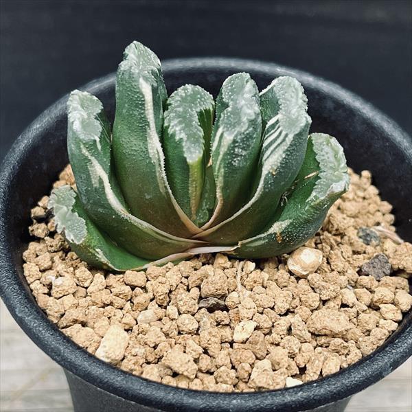多肉植物：ハオルチア 玉扇錦*幅4.5cm 現品！一品限り : 遊恵盆栽