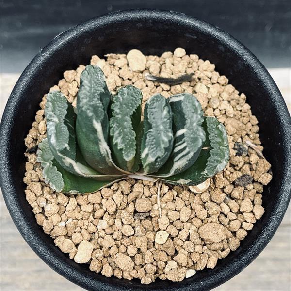 38a 多肉植物 ハオルチア　大黒玉扇錦　自家繁殖　鉢植え発送 多肉植物：ハオルチア 玉扇錦*幅4.5cm 現品！一品限り : 遊恵盆栽