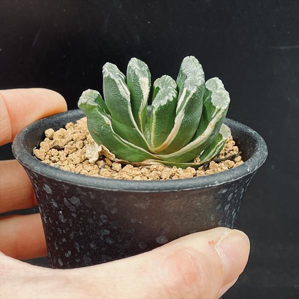 多肉植物：ハオルチア 玉扇錦*幅4.5cm 現品！一品限り : 遊恵盆栽