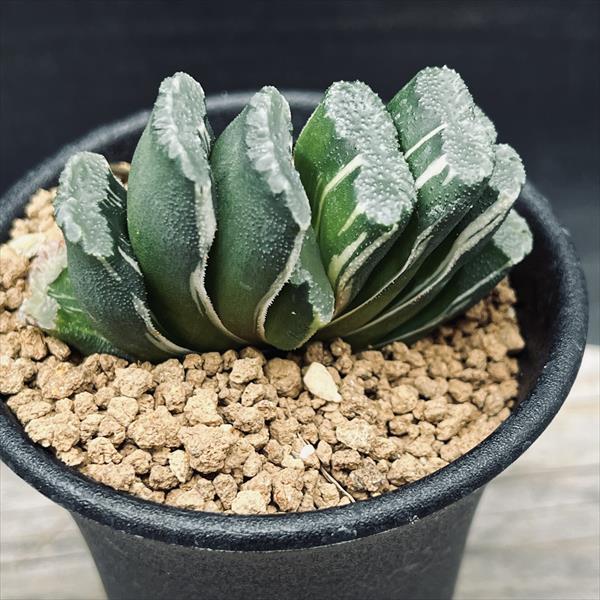 多肉植物：ハオルチア 玉扇錦*幅6cm 現品！一品限り : 遊恵盆栽
