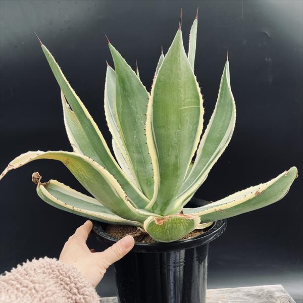 アガベ　セルシー中斑　乳中斑　特別斑 plants M's - 黄中斑 aurea mediopicta americana Agave アガベ