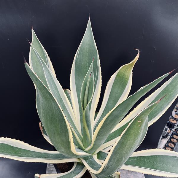 多肉植物：アガベ セルシー錦*幅53cm 現品！一品限り : 遊恵盆栽