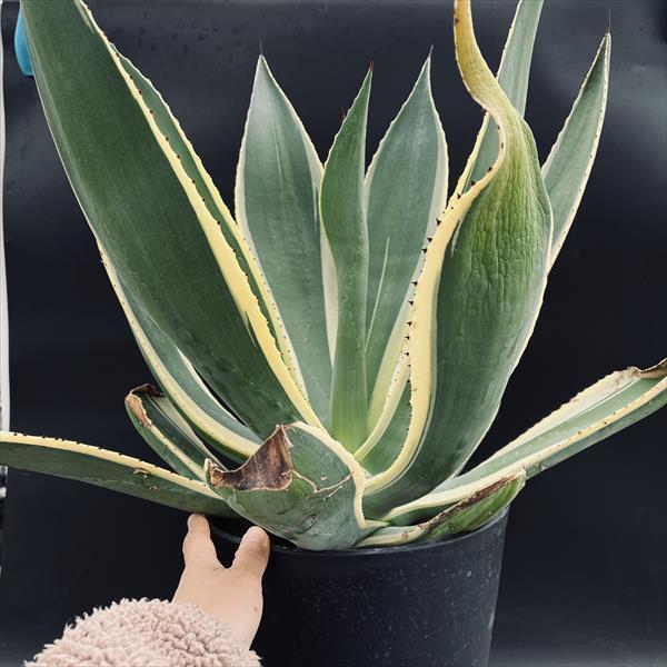 多肉植物：アガベ セルシー錦*幅53cm 現品！一品限り : 遊恵盆栽