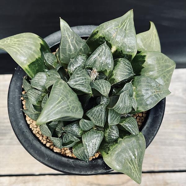 多肉植物：ハオルチア コンプトニアナ*幅13cm 現品！一品限り : 遊恵
