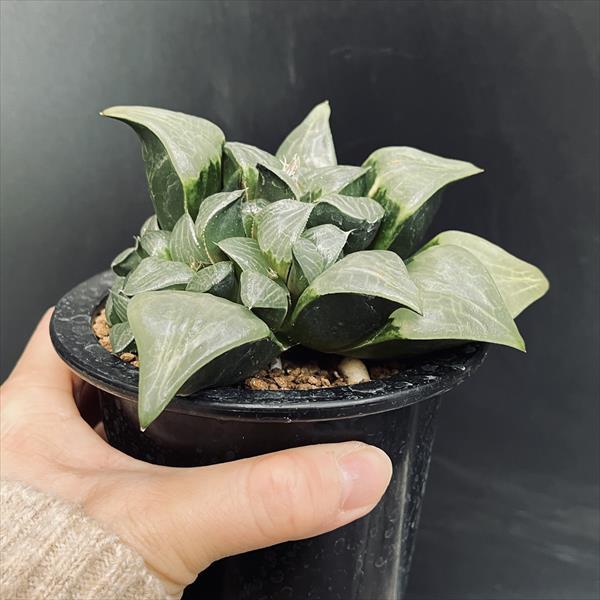 多肉植物：ハオルチア コンプトニアナ*幅13cm 現品！一品限り : 遊恵